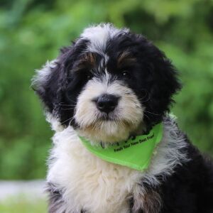Bernedoodle Puppy Rhett