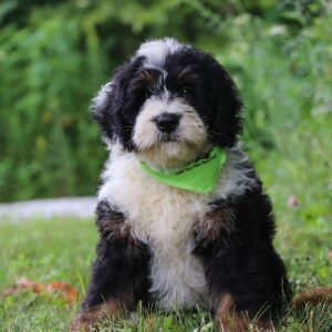Bernedoodle Puppy Rhett