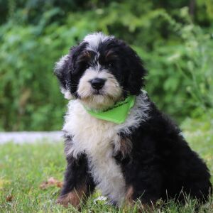 Bernedoodle Puppy Rhett