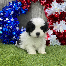 Maltipoo Puppy Gus