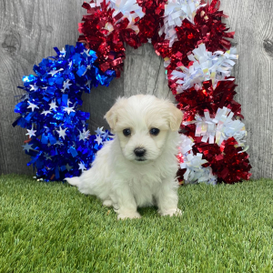 Maltipoo Puppy Fred
