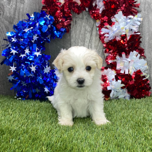 Maltipoo Puppy Fred