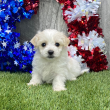 Maltipoo Puppy Fred