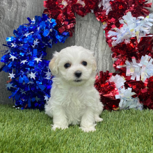 Maltipoo Puppy Felicia