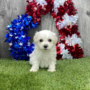 Maltipoo Puppy Felicia