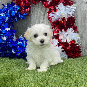 Maltipoo Puppy Felicia