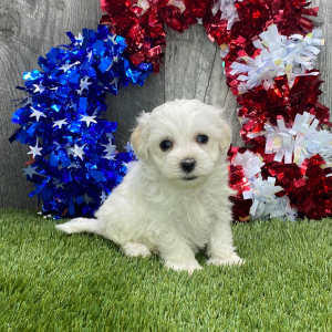 Maltipoo Puppy Felicia