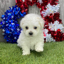 Maltipoo Puppy Ned