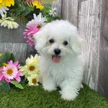 Maltipoo Puppy Ned