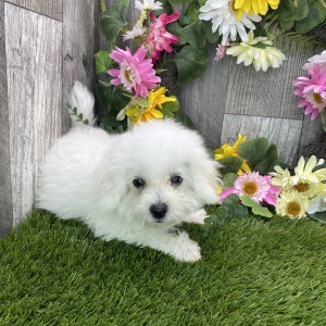 Maltipoo Puppy Ned