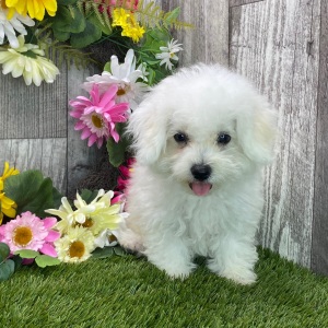 Maltipoo Puppy Ned