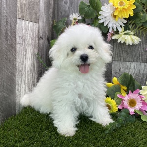 Maltipoo Puppy Ned