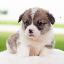 Pembroke Welsh Corgi Puppy Lucy
