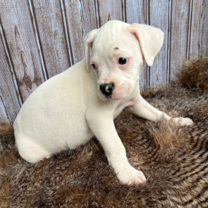 Boxer Puppy Spot
