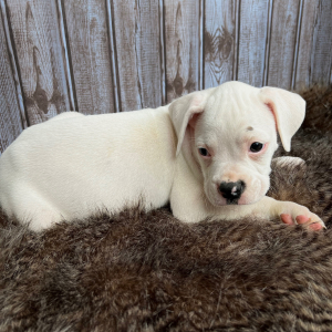 Boxer Puppy Spot