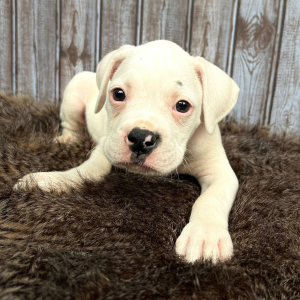 Boxer Puppy Spot