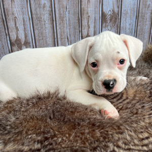 Boxer Puppy Spot