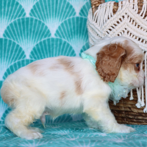 Cocker Spaniel Puppy Beau
