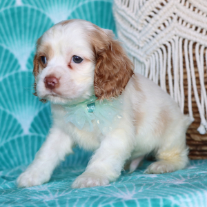 Cocker Spaniel Puppy Beau
