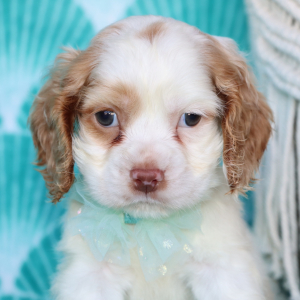 Cocker Spaniel Puppy Beau