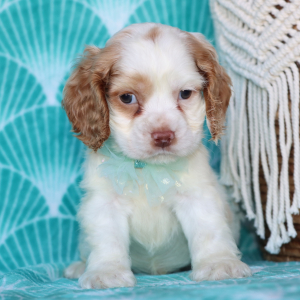 Cocker Spaniel Puppy Beau