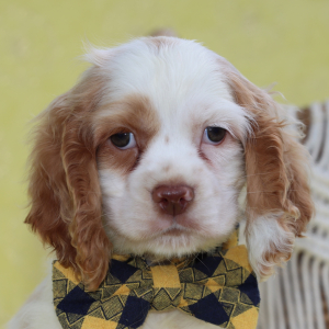 Cocker Spaniel Puppy Beau
