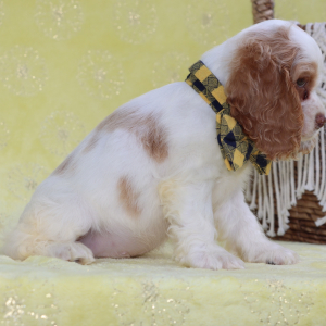Cocker Spaniel Puppy Beau