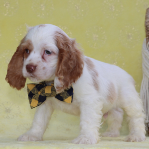 Cocker Spaniel Puppy Beau