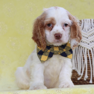 Cocker Spaniel Puppy Beau