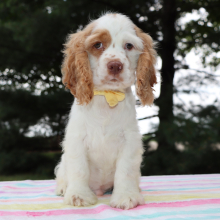 Cocker Spaniel Puppy Beau