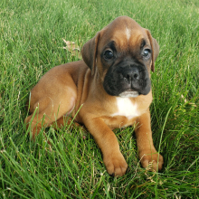 Boxer Puppy Honey