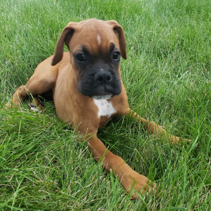Boxer Puppy Honey