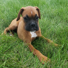 Boxer Puppy Honey