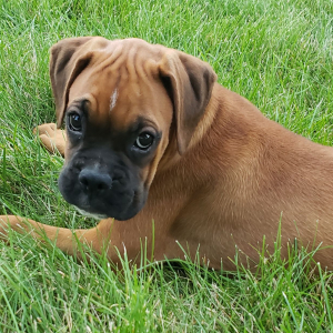 Boxer Puppy Honey