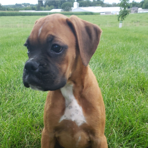 Boxer Puppy Honey