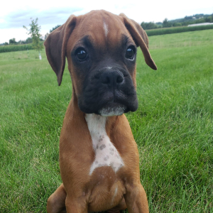 Boxer Puppy Honey