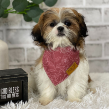 Shih Tzu Puppy Charm