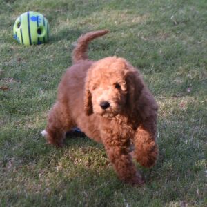 Goldendoodle Puppy Gordon