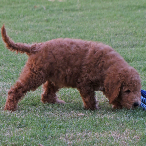 Goldendoodle Puppy Gordon