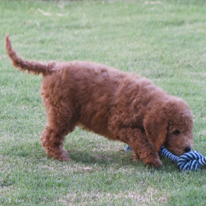 Goldendoodle Puppy Gordon
