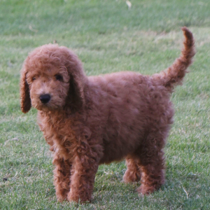 Goldendoodle Puppy Gordon