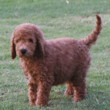 Goldendoodle Puppy Gordon