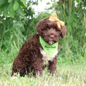 Portuguese Water Dog Puppy Lexi