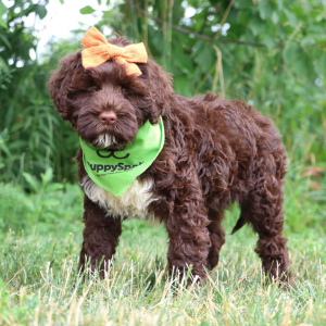 Portuguese Water Dog Puppy Lexi