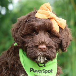 Portuguese Water Dog Puppy Lexi