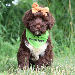 Portuguese Water Dog Puppy Lexi