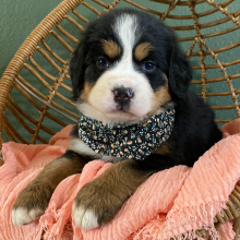 Bernese Mountain Dog Puppy Belle