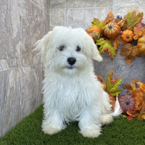 Havanese Puppy Jadi