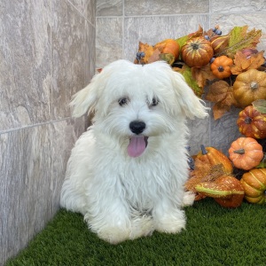 Havanese Puppy Jadi