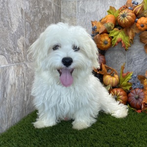 Havanese Puppy Jadi